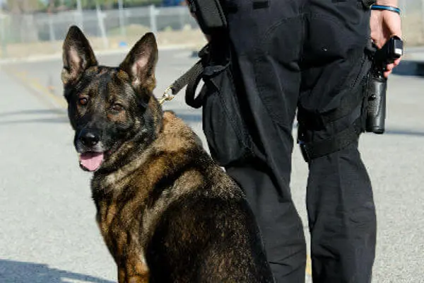 K9 Protection Service