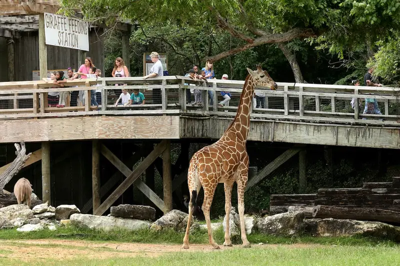 Austin Zoo gallery 5