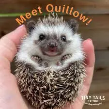Tiny Tails To You gallery 4