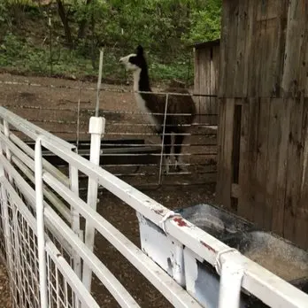 Rose and Grace Mini Farm