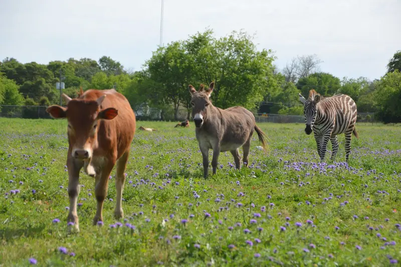Indian Springs Ranch gallery 2
