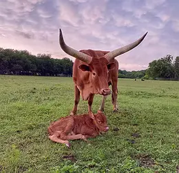 Indian Springs Ranch gallery 5