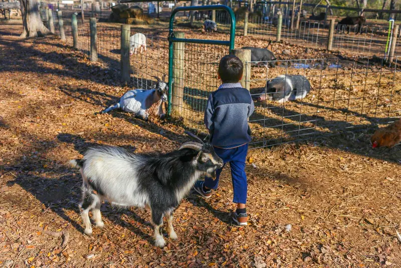 Sweet Eats Adventure Farm & Petting Zoo gallery 2