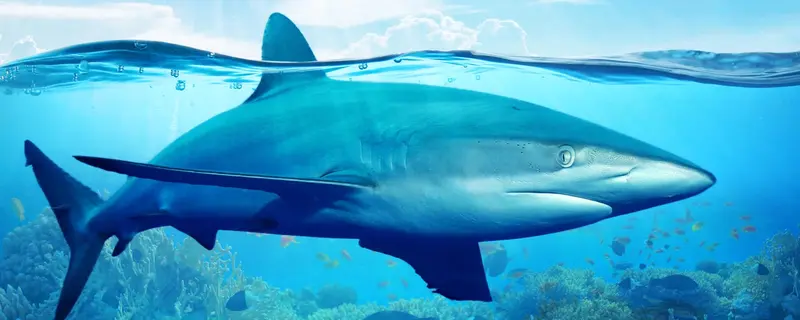 Adventure Aquarium