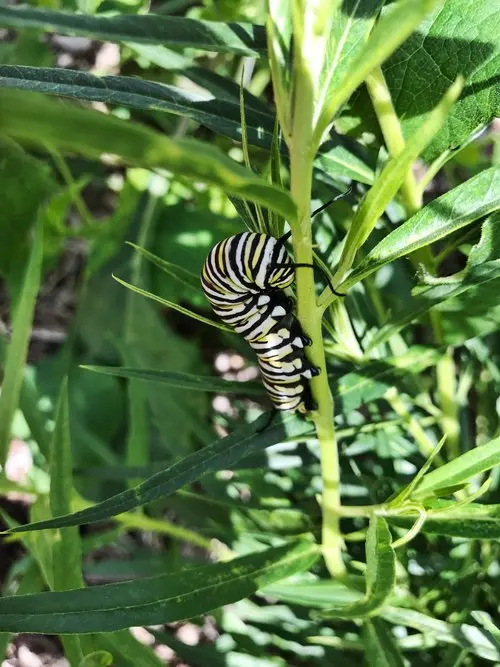 Texas Discovery Gardens gallery 5