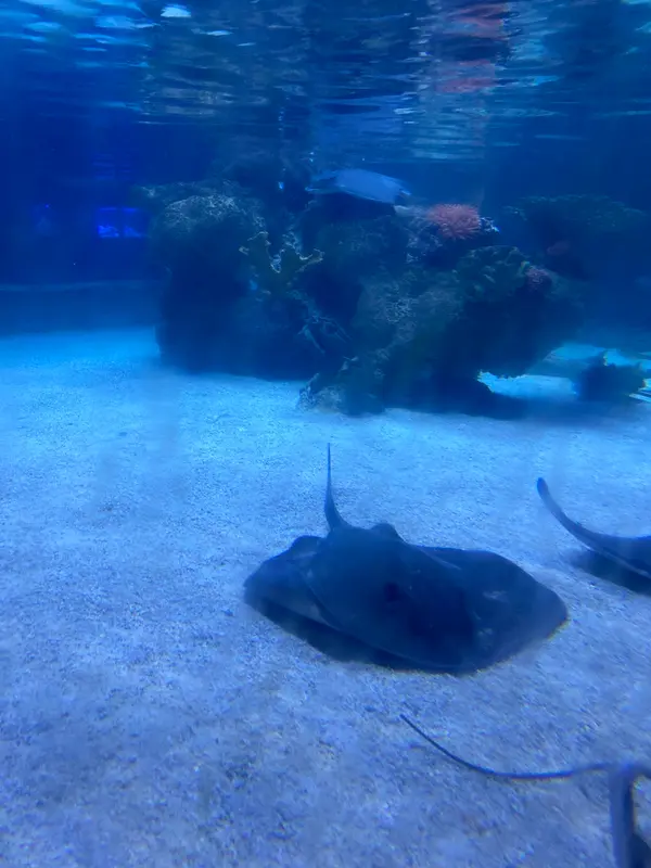 The Aquarium on 6th gallery 4