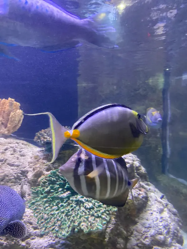 The Aquarium on 6th gallery 5