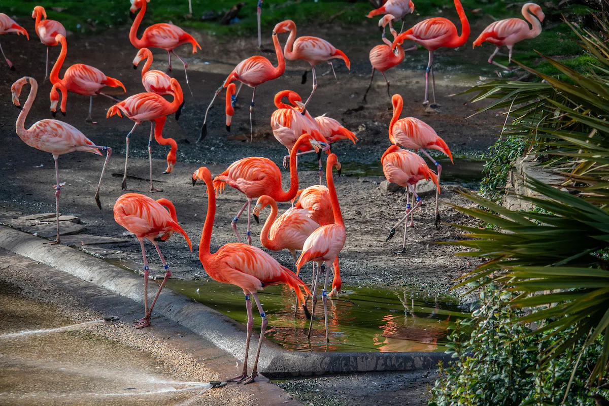 Dallas Zoo